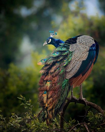 A closeup of a peacock standing on a tree with its colorful tail