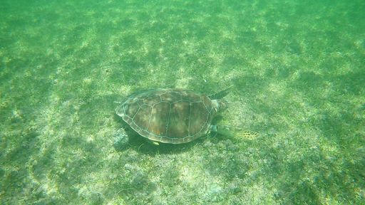 A beautiful shot of a giant tortoise swimming in the clear seawater