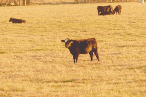 A beautiful shot of cows in a field during the day
