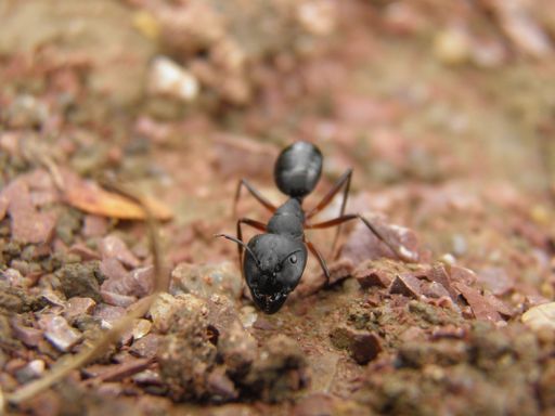 A selective focus shot of a black ant walking on rocky ground in Bhilai, Chhattisgarh