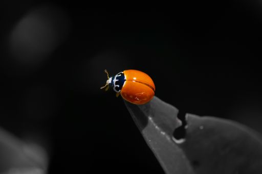 A macro of an orange ladybug sitting on the edge of a leaf on a grayscale background