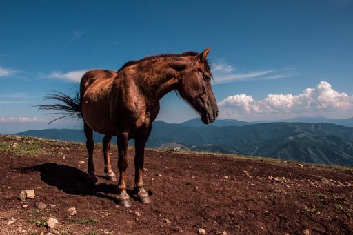 A daylight shot of a brown horse in highlands on a sunny day