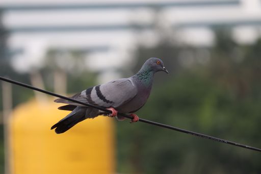 A closeup shot of a pigeon sitting on a cable