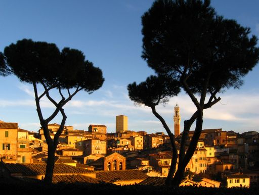 The silhouette of Cypress trees on the city background in Siena, Italy