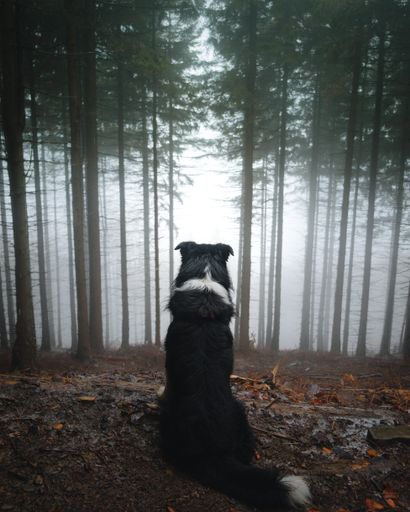 A Vertical shot of a furry black and white Border Collie dog in the forest