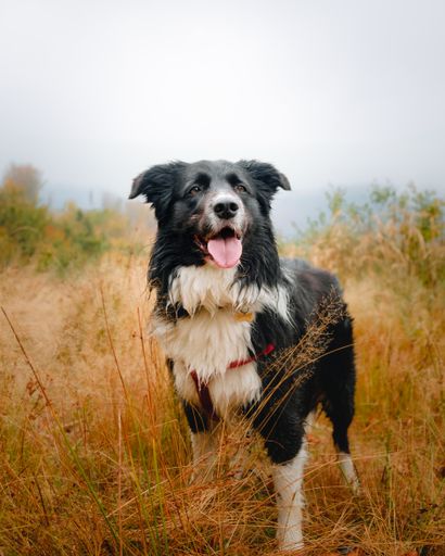 A vertical shot of a furry black and white Border Collie dog in the forest