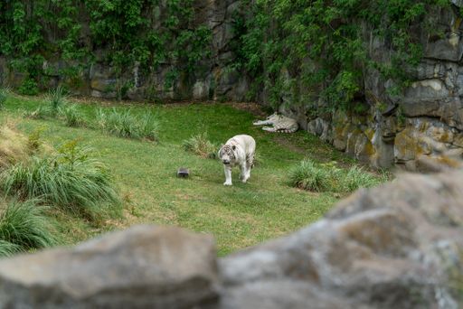 A couple of white tigers walking and sleeping in the zoo