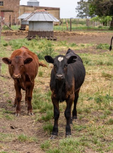 A vertical shot of two cow's during the day