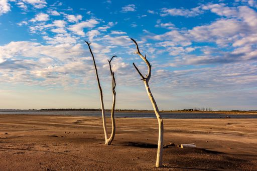 A beautiful shot of dried tree's in a desert under the cloudy skies