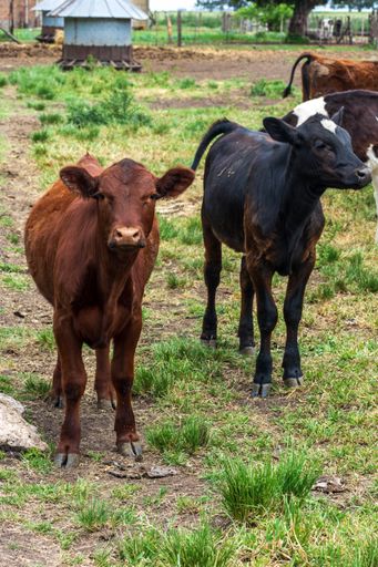 A vertical shot of two cow's during the day
