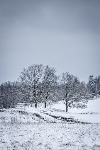 A vertical shot of trees in the forest covered in snow under a cloudy sky