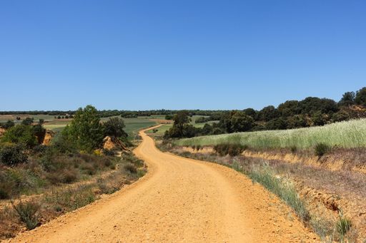 A beautiful shot of a dirt road surrounded with plants