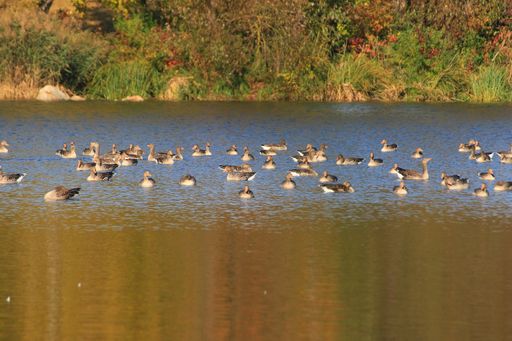 Wild ducks swimming on the lake near the Danube river in Germany