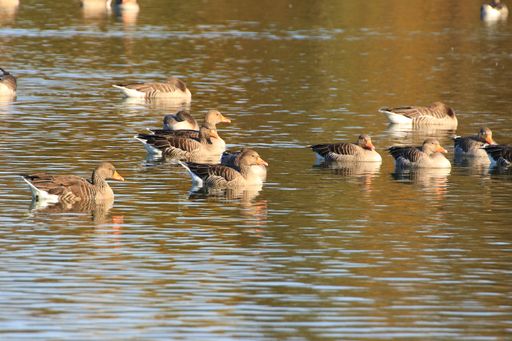 A shot of many wild ducks on the lake near the Danube river in Germany