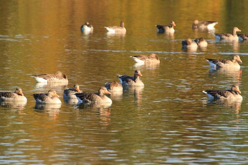 A shot of wild ducks swimming on the lake near the Danube river in Germany