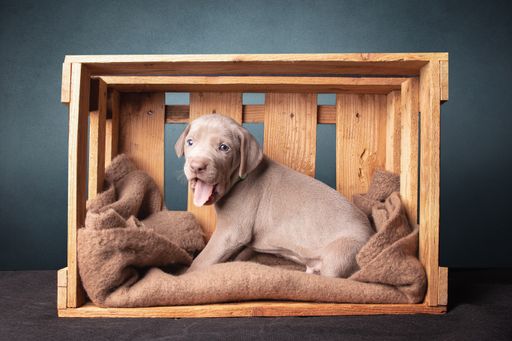 A closeup of an adorable weimaraner puppy resting in a wooden crate