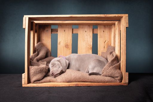 A closeup of an adorable weimaraner puppy sleeping in a wooden crate