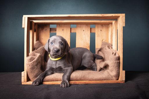 A closeup of an adorable weimaraner puppy resting in a wooden crate