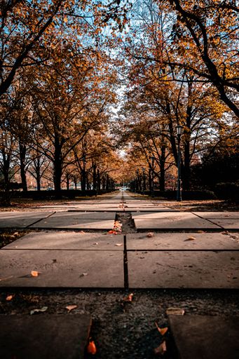 A beautiful view of a stone tiled floor path in the park with autumn trees against a blue sky