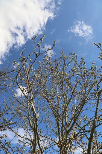 A vertical shot of a tree branches over a blue sky