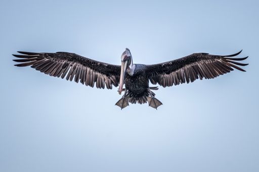 A closeup shot of a brown pelican on blue sky background