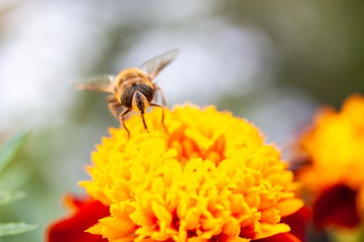 A closeup of a bee on a marigold flower in a garden