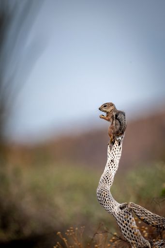 A vertical shot of a chipmunk on a cactus