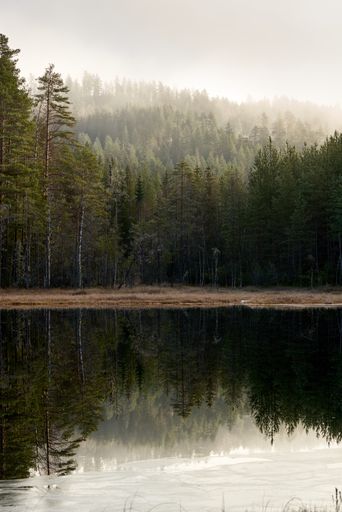 A foggy pine forest and its reflection in a lake in Norway during the fall