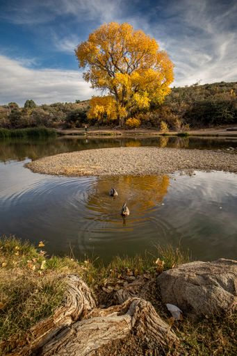 A vertical shot of two ducks swimming in a lake surrounded by trees