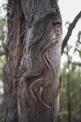 A vertical shot of a textured tree bark