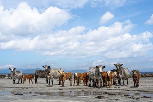 A herd of cows on the beach under a cloudy sky in Scotland