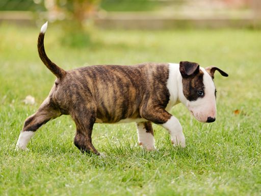 A closeup shot of a bull terrier puppy in a park during the day