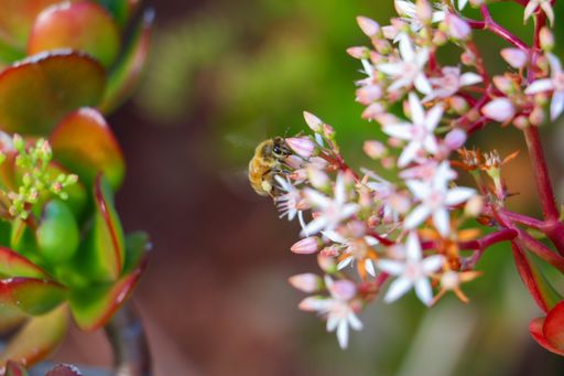 A macro shot of a bumblebee on jade flowers