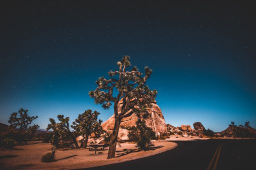 A beautiful view of a Joshua tree national park under the starry night sky