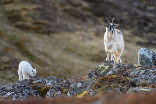 A couple of wild Feral goats on a rocky hill