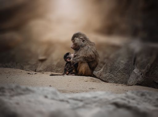 A closeup shot of a cute monkey with its baby sitting on a rock