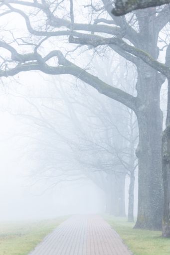 A mist-clad bare trees in an empty public park