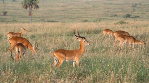 A closeup shot of seven antelopes grazing in the field in Uganda