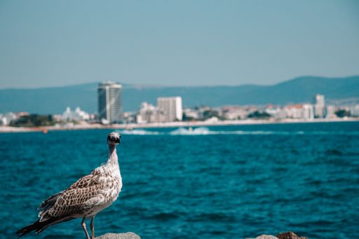 A tranquil scenery of a seabird perched on a rock on the shore of the ocean