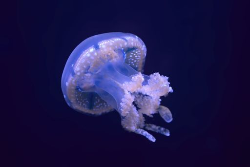 A closeup of a blue Jellyfish in the dark blue water