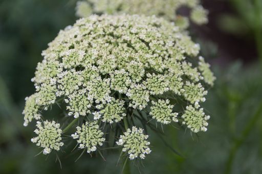 the white flowers of carrots from the organic garden in the spring