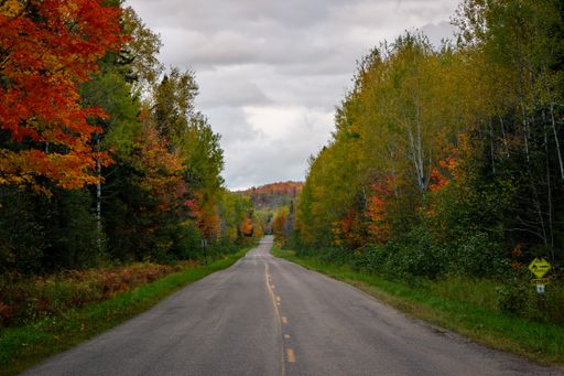 A landscape of a road in a forest covered in yelowing plants in autumn in Michigan, the US