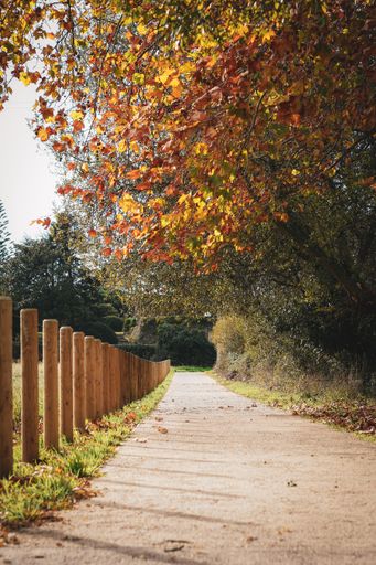 A vertical shot of a pedestrian path in a park during autumn with a wooden fence on left