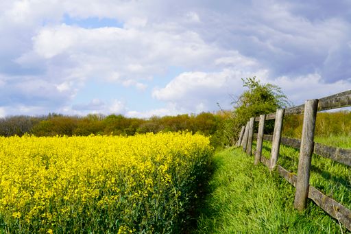 A natural view of a rapeseed field and a wooden fence in the countryside under a cloudy sky