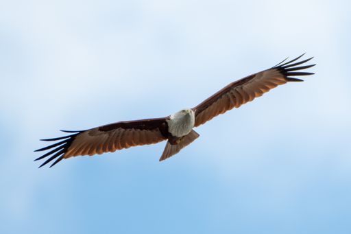 A Brahminy Kite bird flying with its wing spread in the open sky