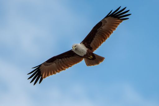 A Brahminy Kite bird flying with its wing spread in the open sky
