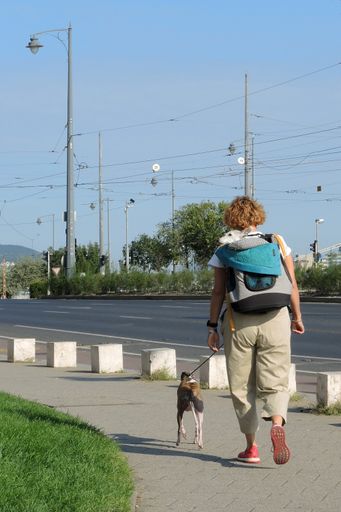 A woman walking with two dogs on the street, smaller one is in the backpack
