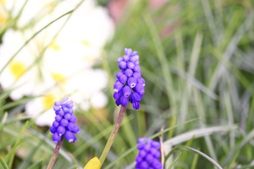 A closeup shot of beautiful Grape hyacinths on grass background