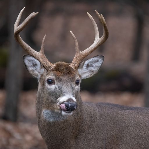 A portrait of a male deer licking its nose