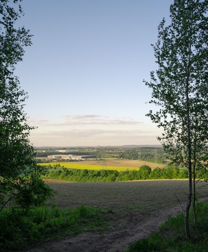 A vertical shot of a road leading to the forest on a sunny day